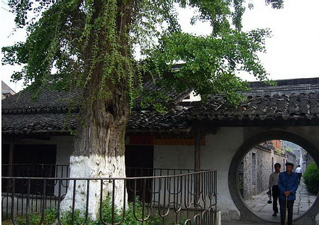 陆坟银杏_云旅游攻略网 lvyougl.com